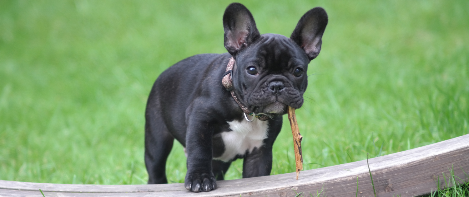 3 Things Not To Do With a French Bulldog