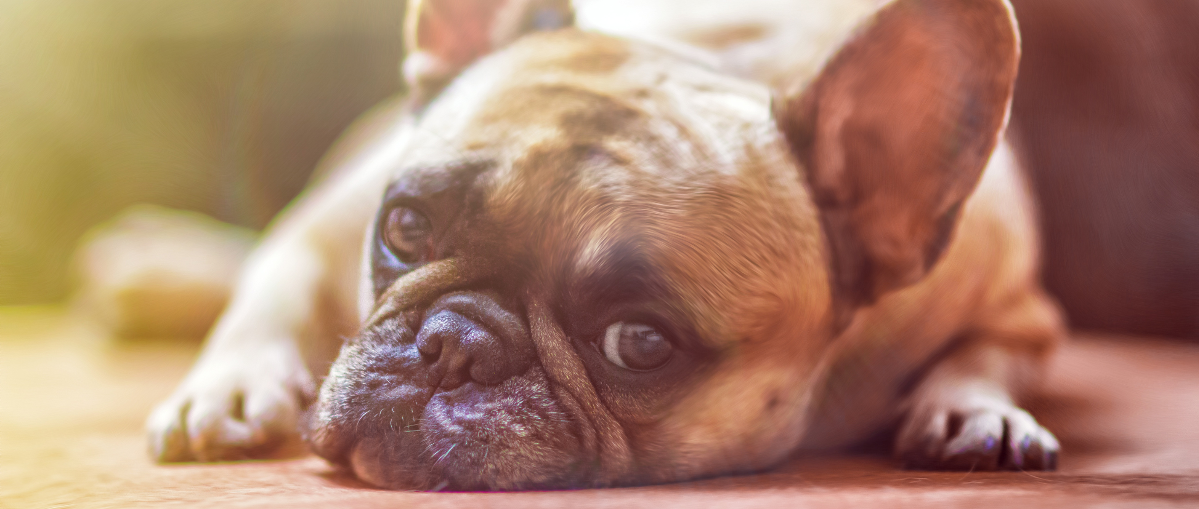 4 Myths About French Bulldogs