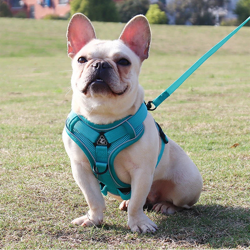 No Pull Dog Harness and Leash Set