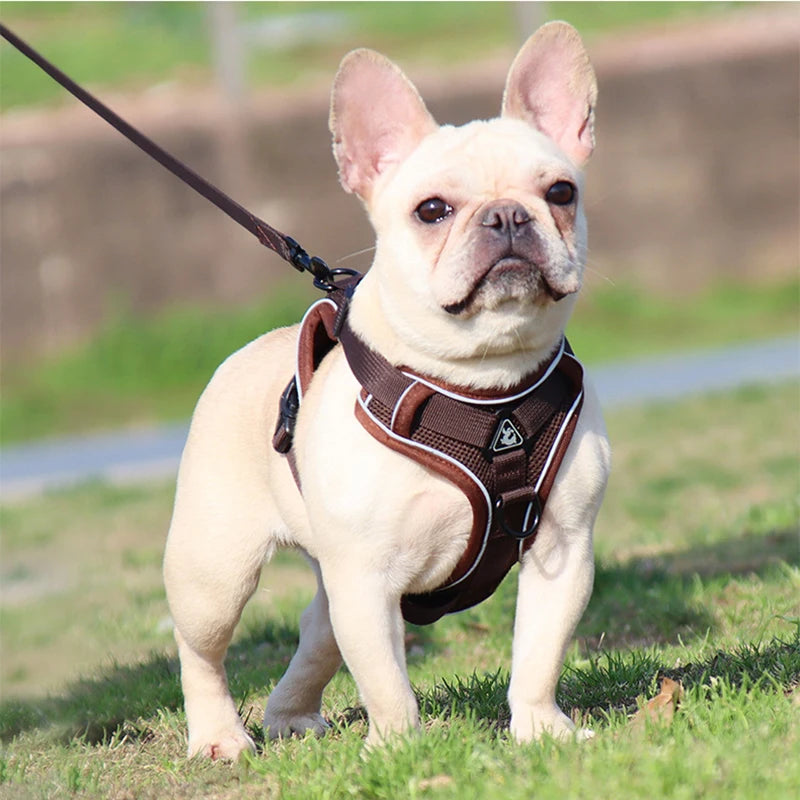 No Pull Dog Harness and Leash Set